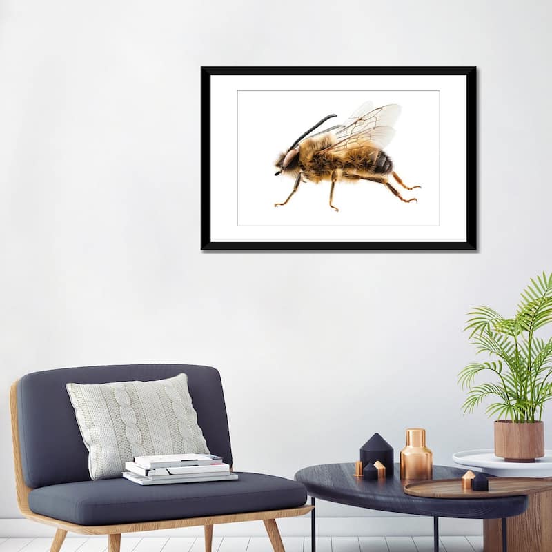 iCanvas "Bee Species Eucera Longicornis Common Name Solitary Miner Bee" by Paul Rommer