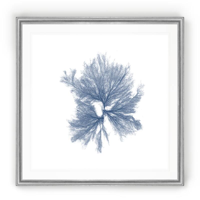 Navy Seaweed III -Black Framed Print - 26 X 26 Silver
