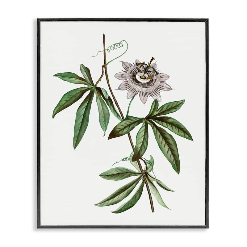 Stupell Vintage Circular Bloom Framed Giclee Art Design By CAD Designs - 16 x 20 - Black