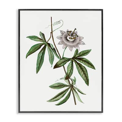 Stupell Vintage Circular Bloom Framed Giclee Art Design By CAD Designs