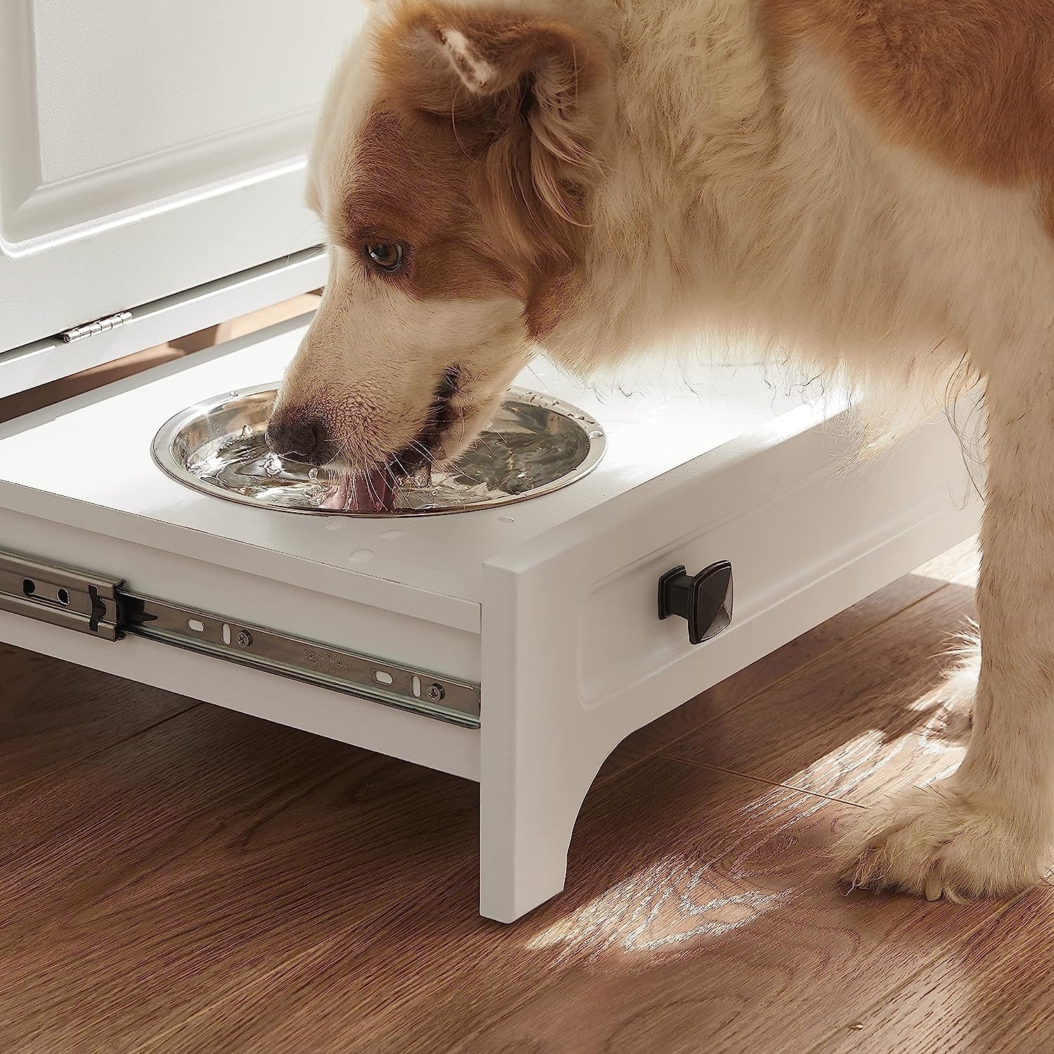 Catered bowl dog food online
