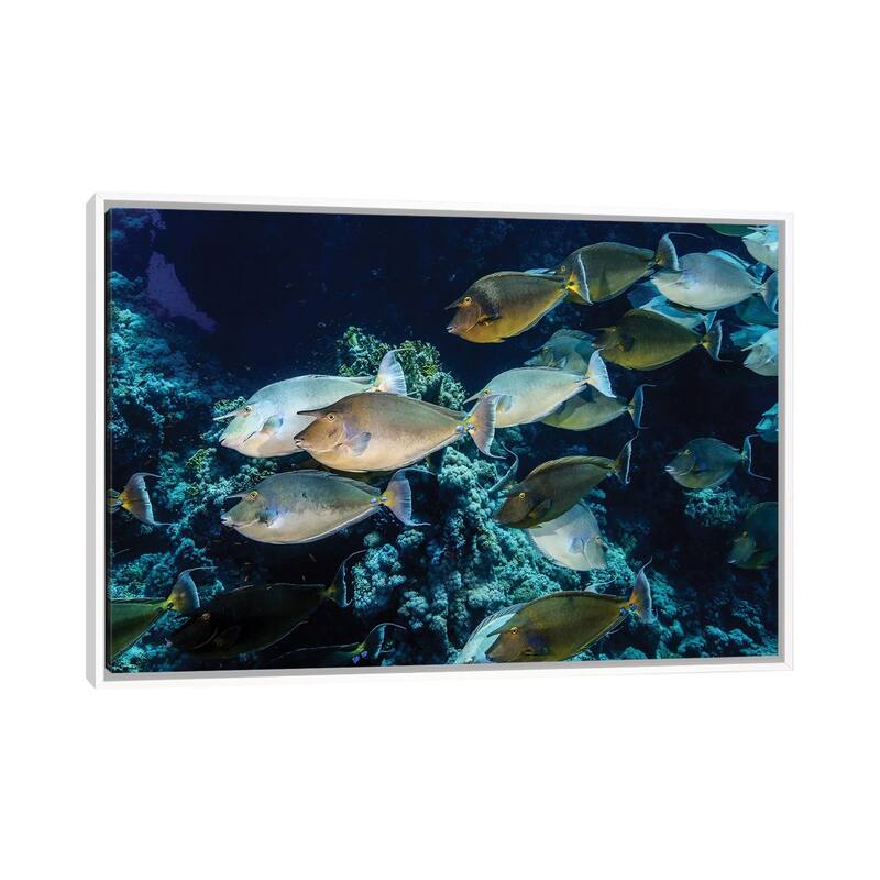 iCanvas "A School Of Unicorn Fish" by Brook Peterson Framed Canvas Print - White - 26x40