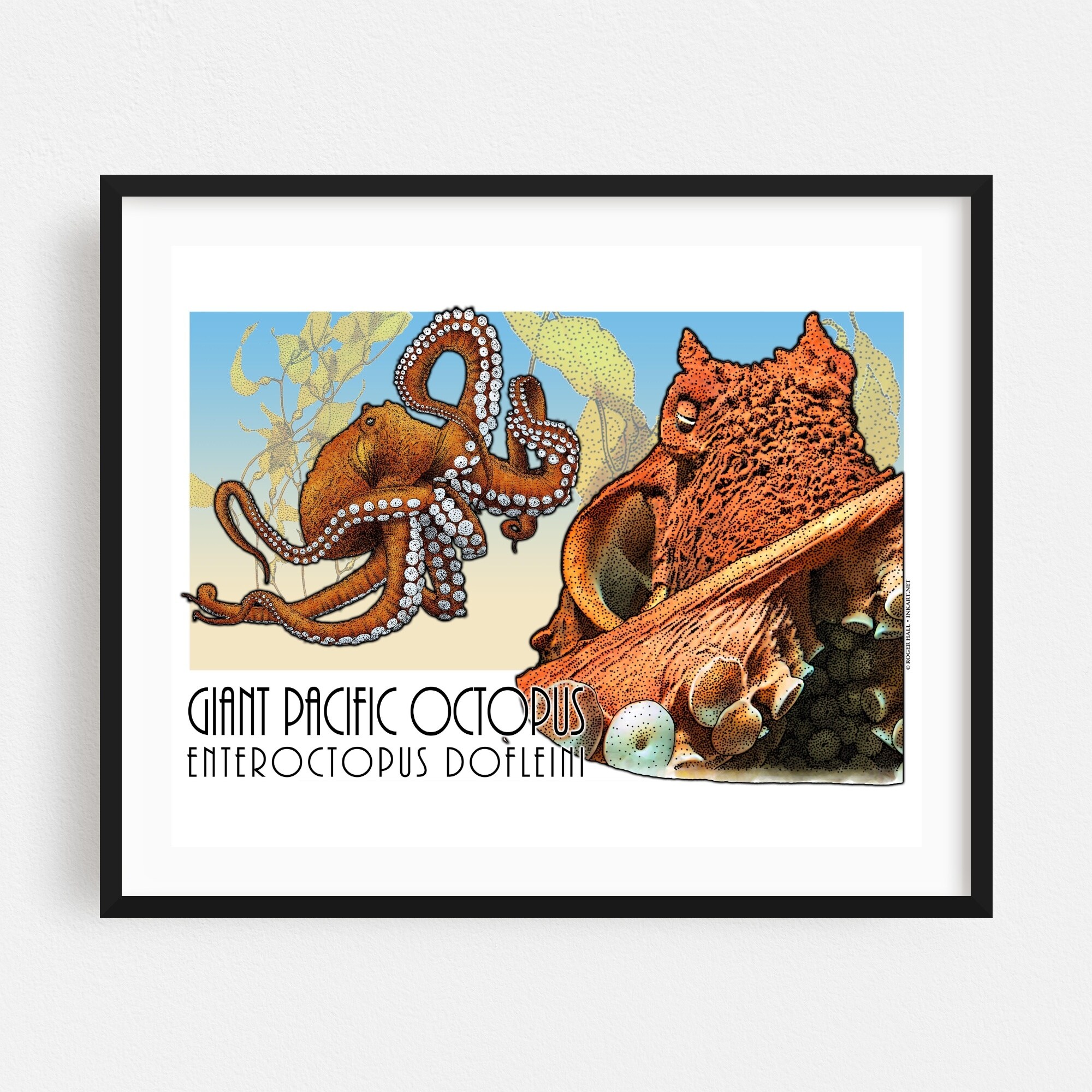 Giant Pacific Octopus Illustration