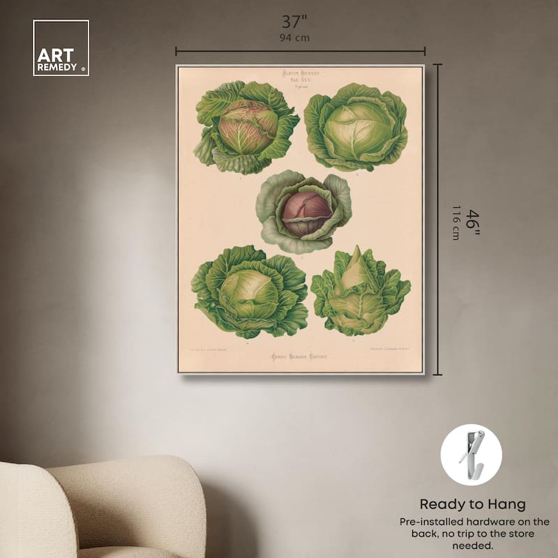 Cabbages by Benary 1876 Canvas by Art Remedy