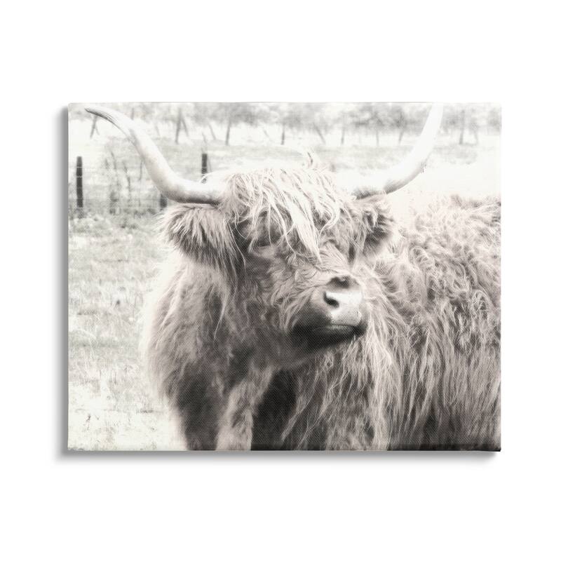 Stupell Rustic Farm Highland Cattle Cow Monochrome Photography Canvas Wall Art, Design by Graffitee Studios