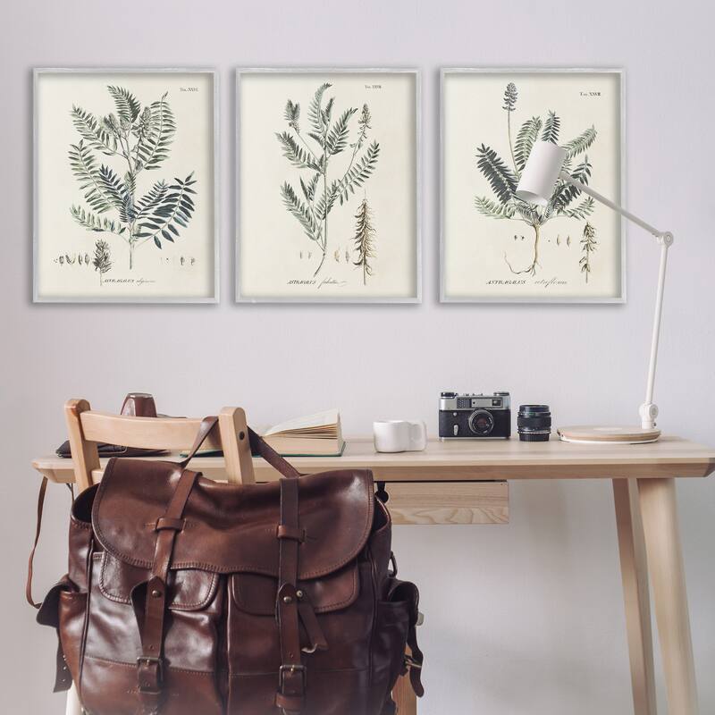 Stupell Green Botanical Latin Study Vintage Herb Motif Diagram Framed Wall Art - Beige