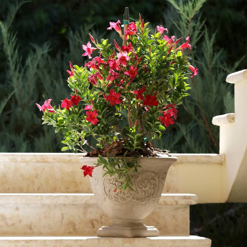 Sunnydaze Darcy Double-Walled Flower Pot Planter - Beige - 16" - Single - 1