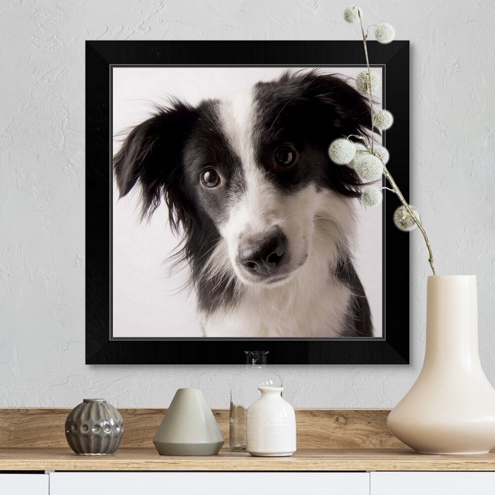 A Border Collie Australian Shepherd Mix Black Framed Print Overstock