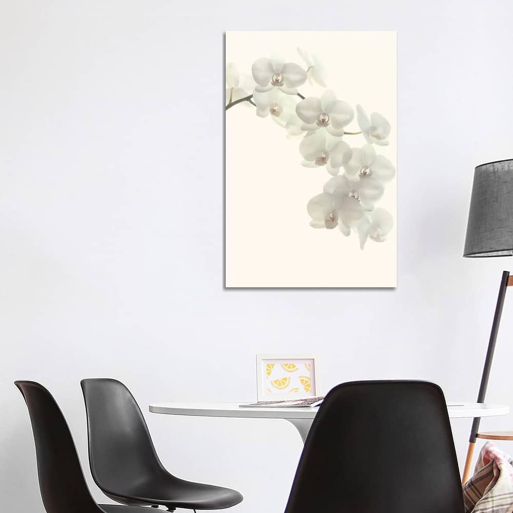 iCanvas "White Orchids" by Alyson Fennell Canvas Print