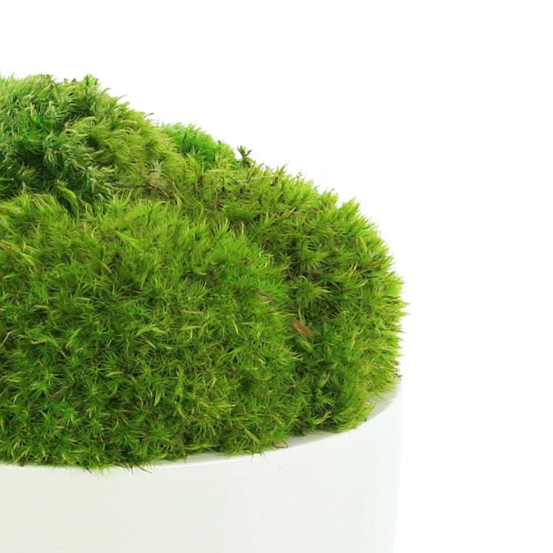 Rounded Moss in Round Fiberstone Planter - Green