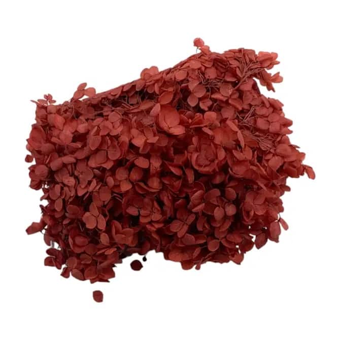 Preserved Anna Hydrangea(Box) - 20g/box - Red