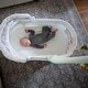 preview thumbnail 11 of 15, TruBliss Sweetli Calm Bassinet with Cry Recognition