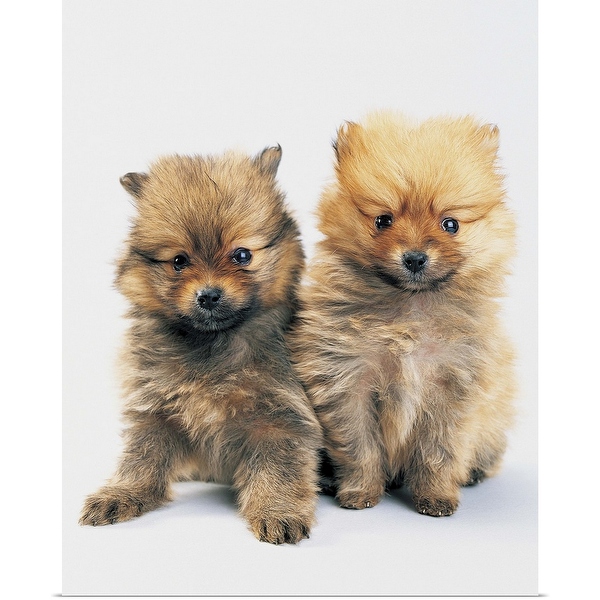 Multi pomeranian outlet