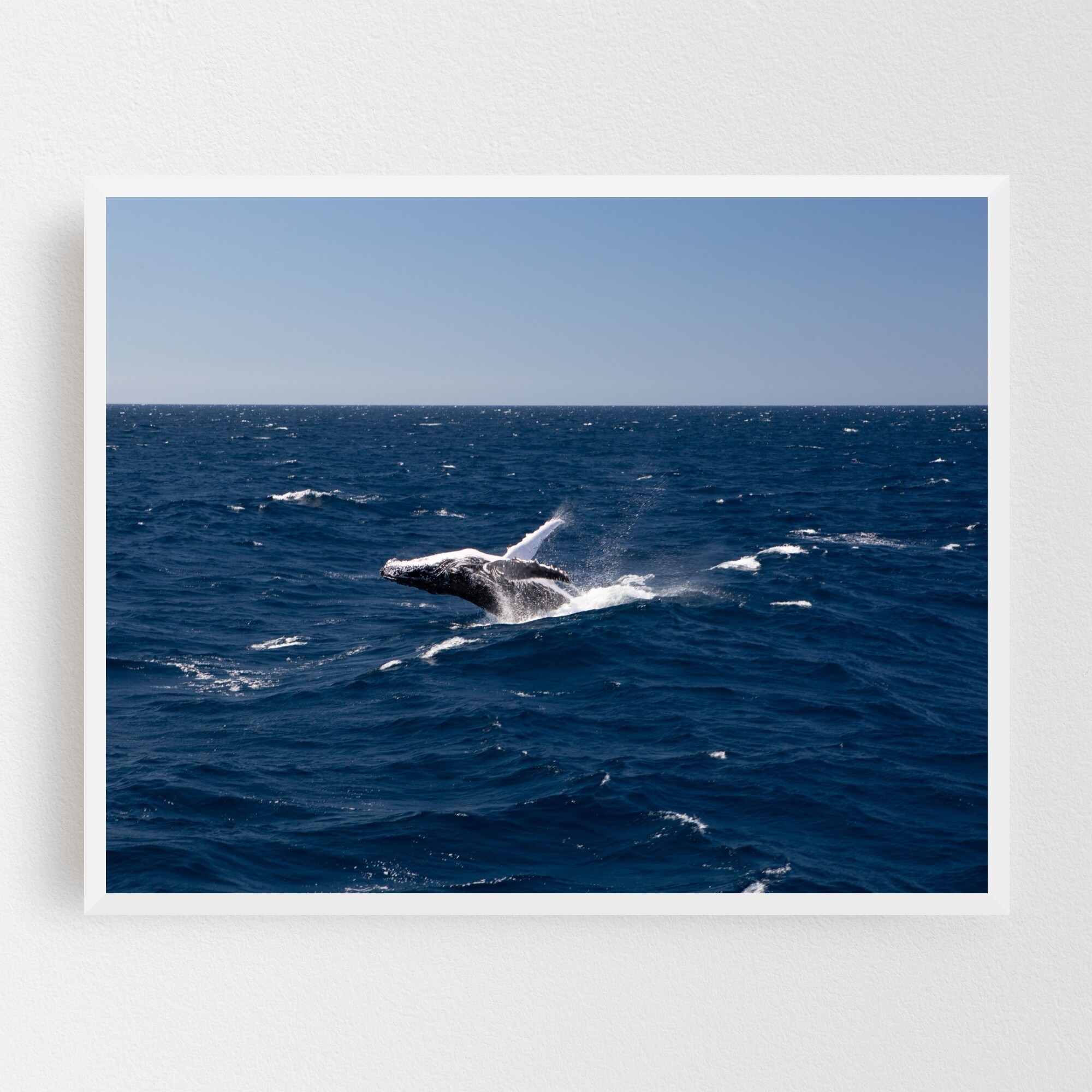 Shop Brisbane Australia Animals Whale Framed Wall Art Print Overstock 31468730