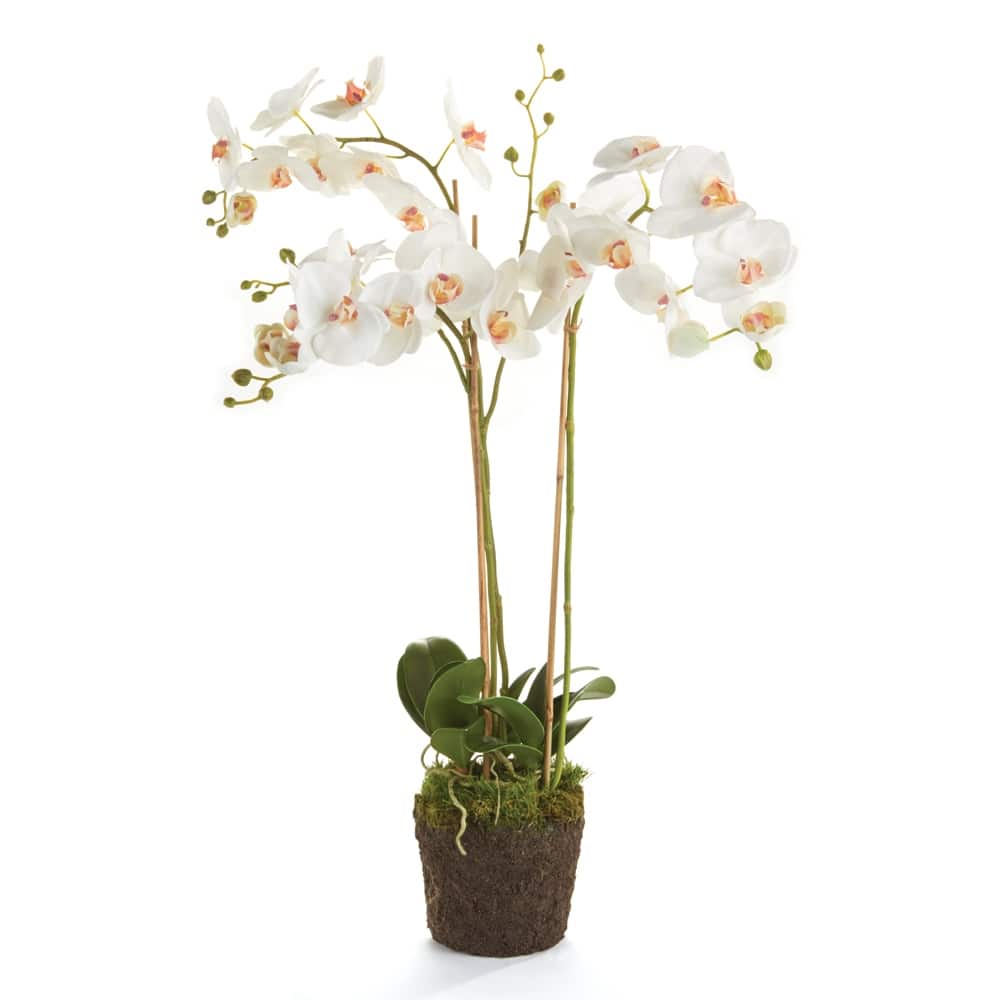 Phalaenopsis Orchid Drop-In 31" - White