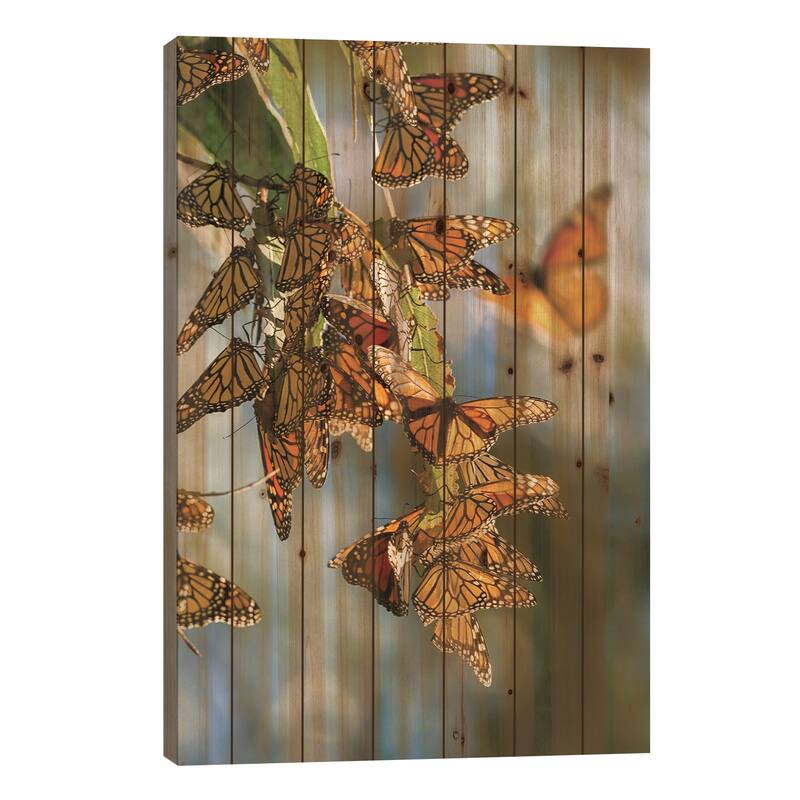Usa, California, San Luis Obispo County. Clustering Monarch Butterflies On Branches. Print On Wood by Jaynes Gallery - 26x18x1.5