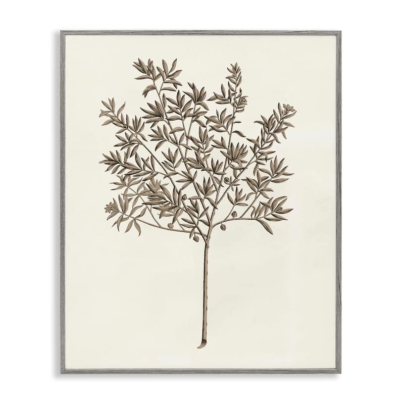 Stupell Vintage Study of Olive Tree Framed Giclee Art Design By Phillipa Katz - 16 x 20 - Grey