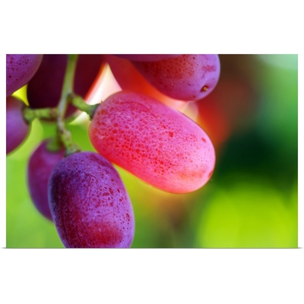 "Red table grapes" Poster Print
