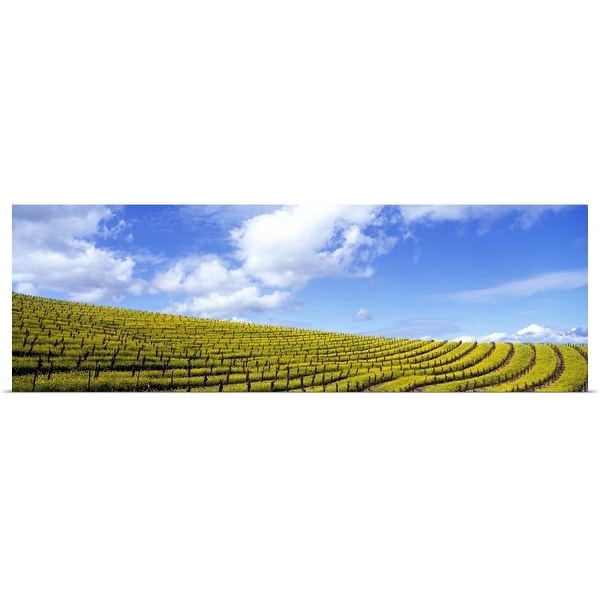 "California, Napa Valley, mustard" Poster Print