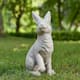 Option Sitting Rabbit-White