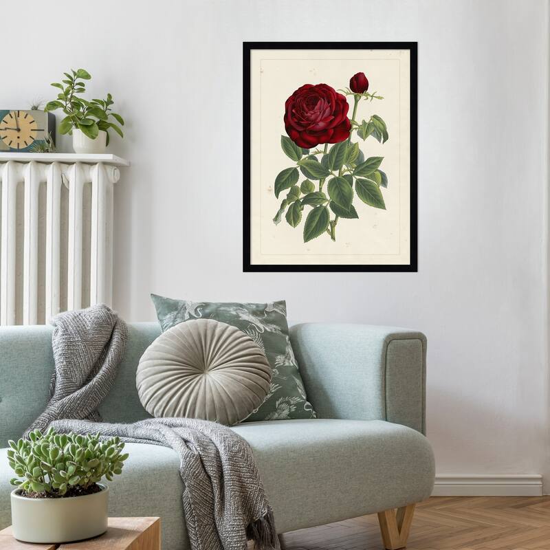 Van Houtteano Rose No. 2 Wood Framed Wall Art Print