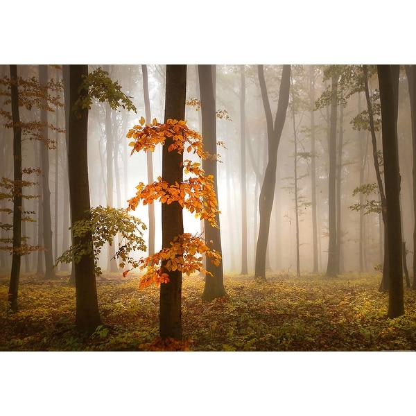 Brewster WG5153-4P-1 Foggy Autumn Forest 100" x 144-3/4" Landscape Non-Pasted Repositionable Vinyl Coated Paper Mural - 4