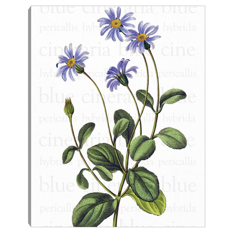 Blue Cineraria Text by Design Lab Canvas Art Print