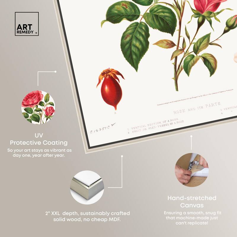 Rose and its parts (1872) Canvas by Art Remedy