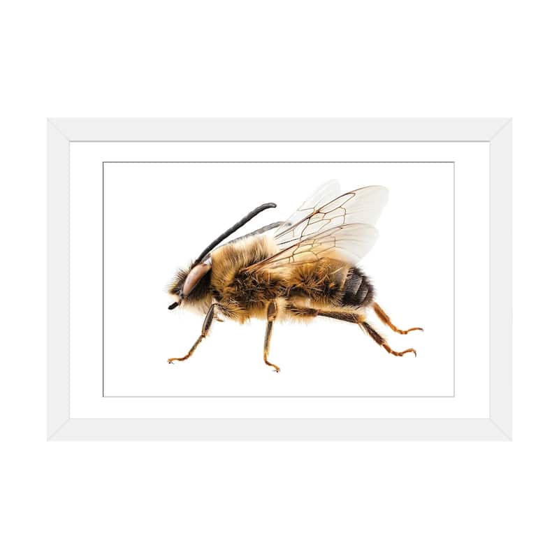 iCanvas "Bee Species Eucera Longicornis Common Name Solitary Miner Bee" by Paul Rommer - White - 24x32x1