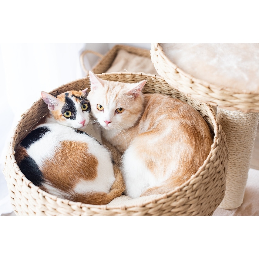 Petpals paper rope natural bowl shaped with perch cat tree top