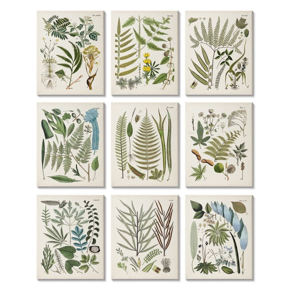 Stupell Vintage Fern Illustrations Forest Greenery Plants Chart 9 Piece Canvas Wall Art Set Design By Unknown Artist