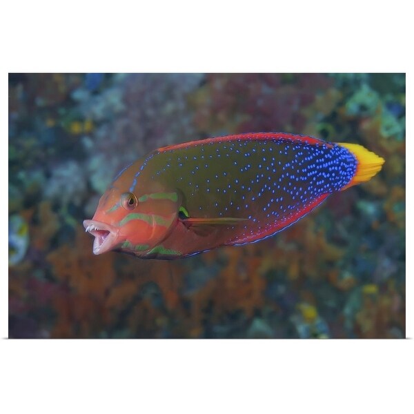"Rainbow Wrasse, Raja Ampat Islands, Indonesia" Poster Print