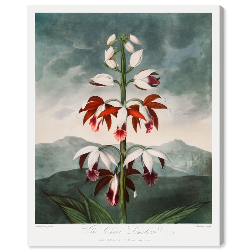 The China Limodoron 1807 Canvas by Art Remedy, Gallery Wrapped - 16" x 20"