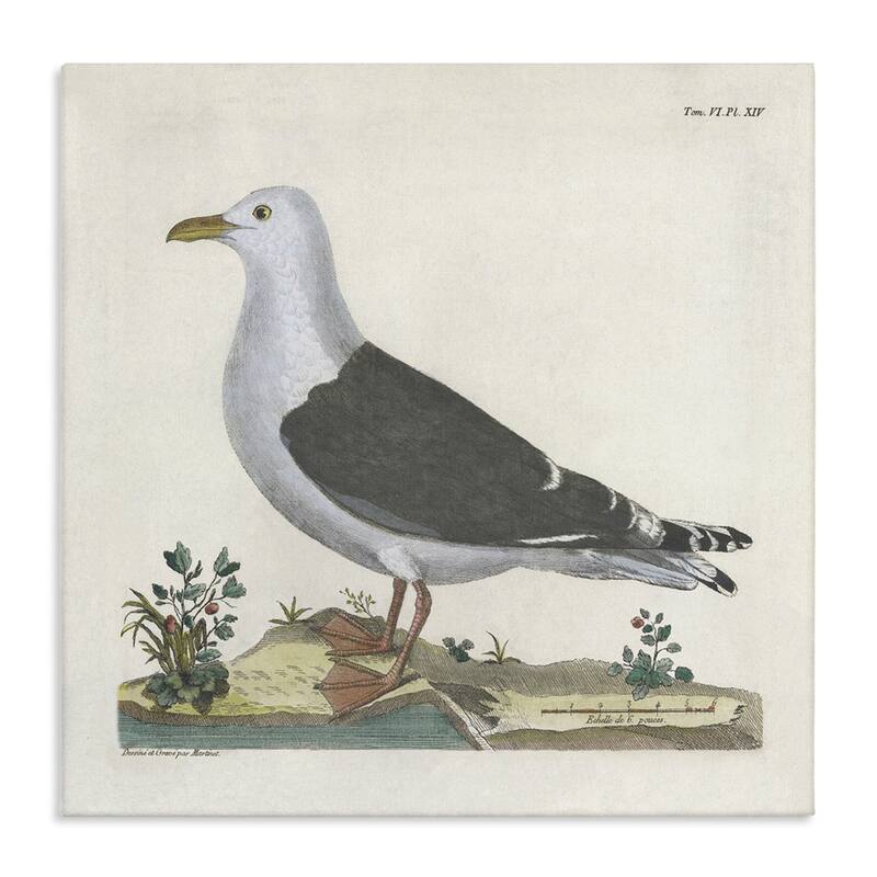 Stupell Vintage Seagull Study Diagram Canvas Wall Art Design By Phillipa Katz - 24 x 24