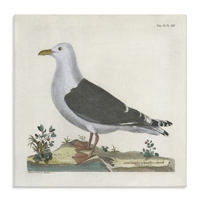 Stupell Vintage Seagull Study Diagram Canvas Wall Art Design By Phillipa Katz