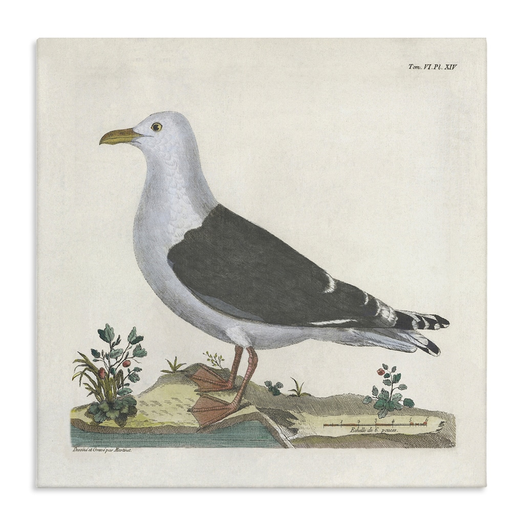 Stupell Vintage Seagull Study Diagram Canvas Wall Art Design By Phillipa Katz