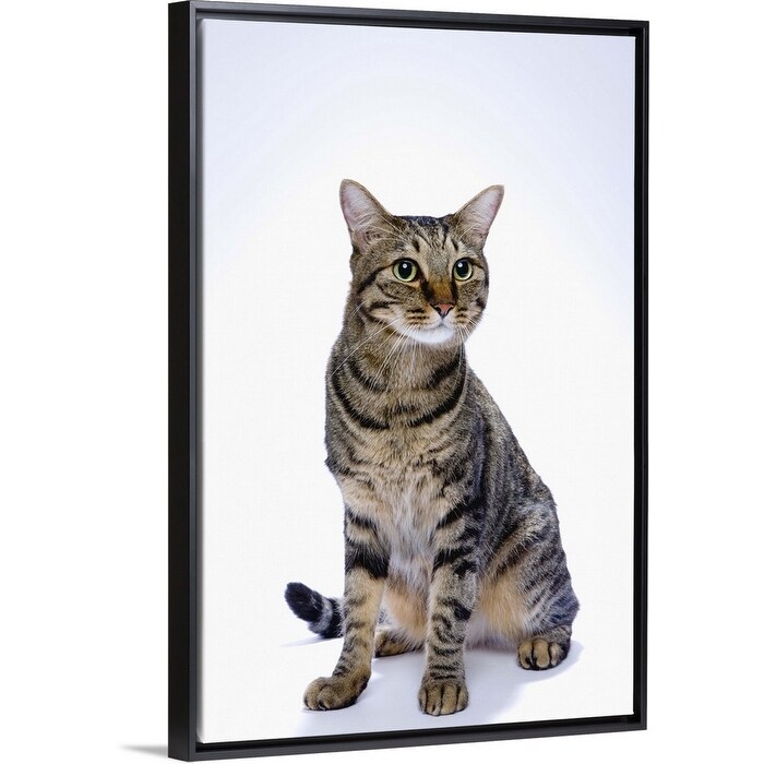 Shop Japanese Cat On White Background Black Float Frame Canvas