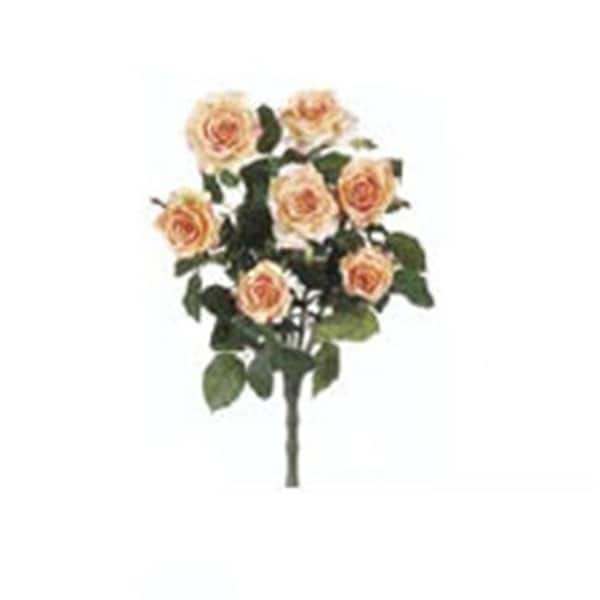FBR054-AP 21.5 in. Apricot Confetti Rose Bush X7 -Case of 12- Pack of 6