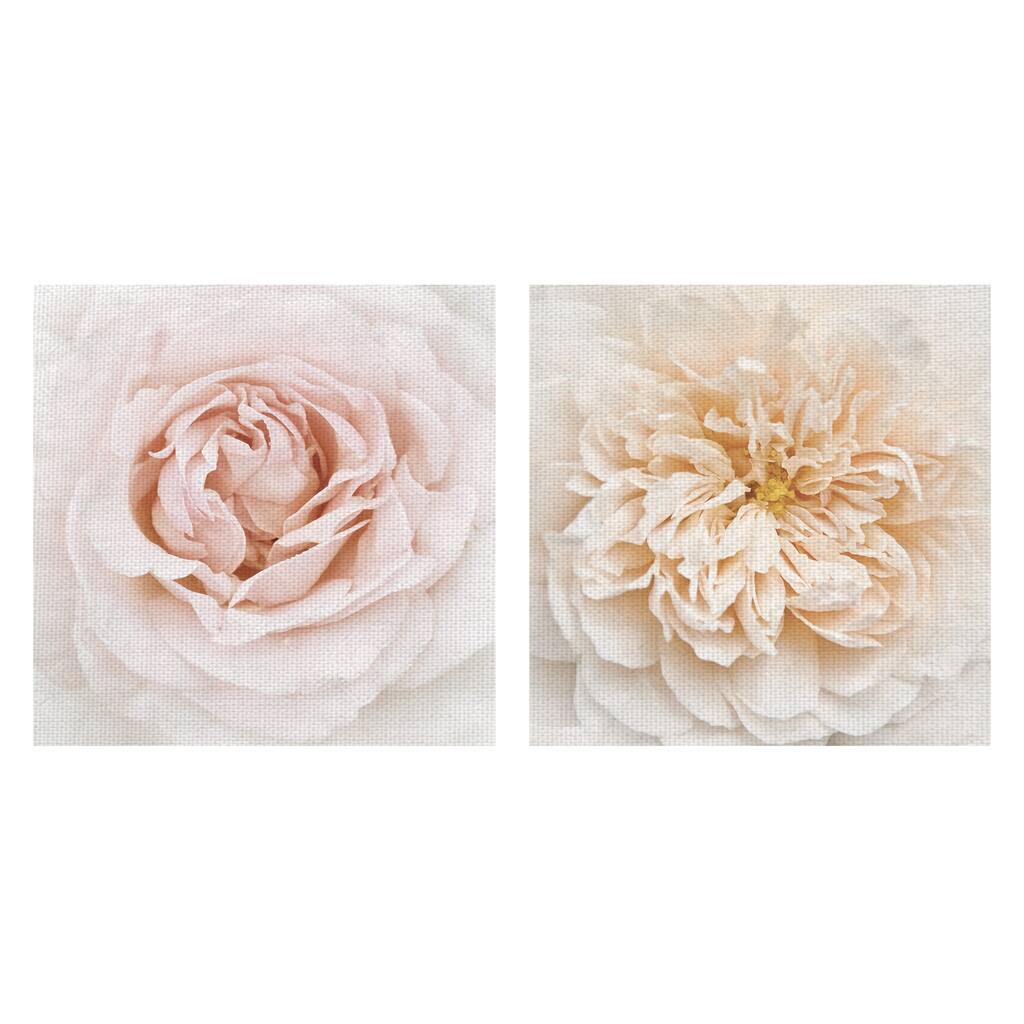 Cupcake Rose, Dewdrop by Rebecca Swanson Canvas Art Prints
