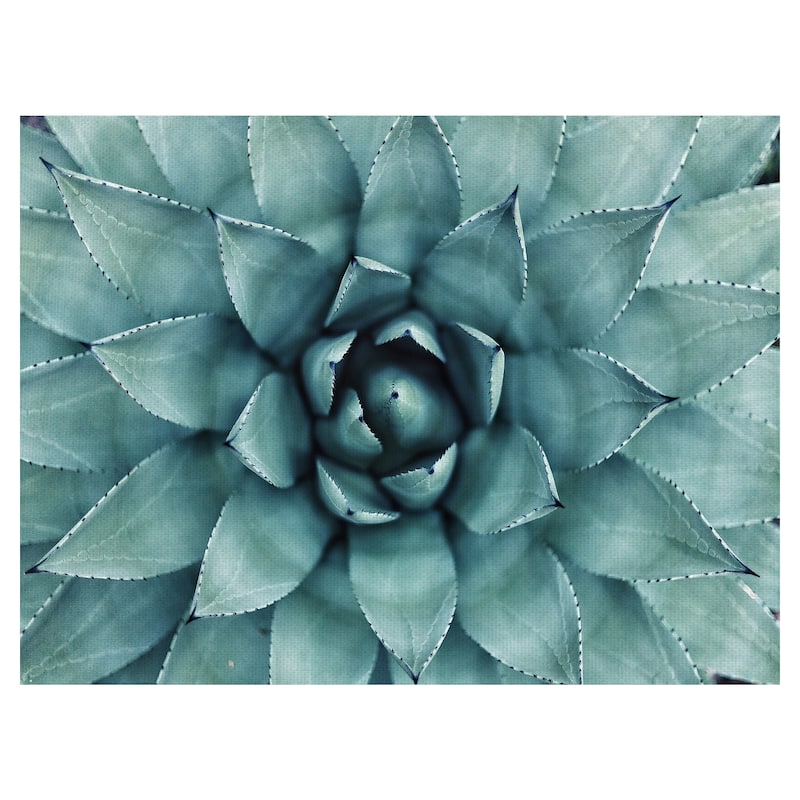 Agave Canvas Art Print