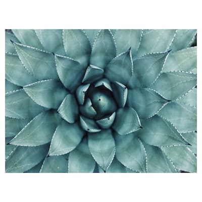 Agave Canvas Art Print
