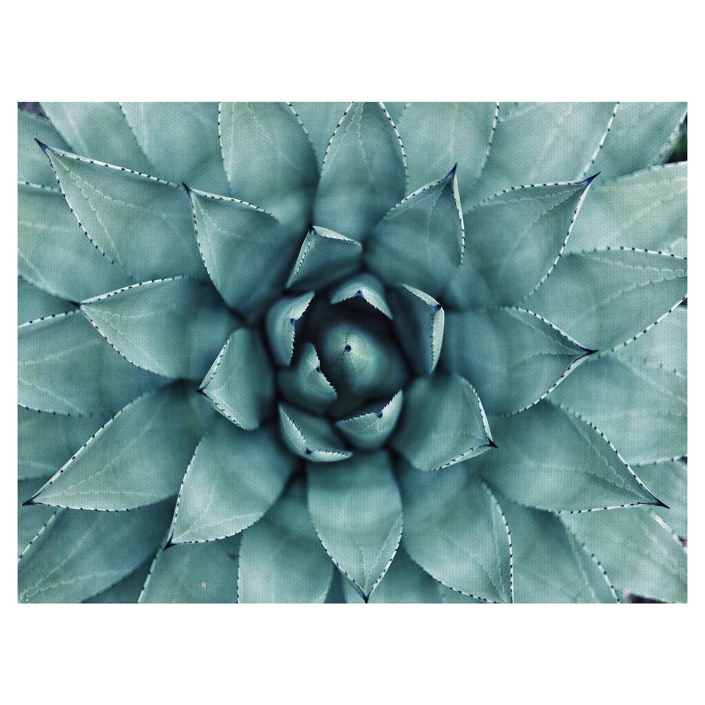 Agave Canvas Art Print