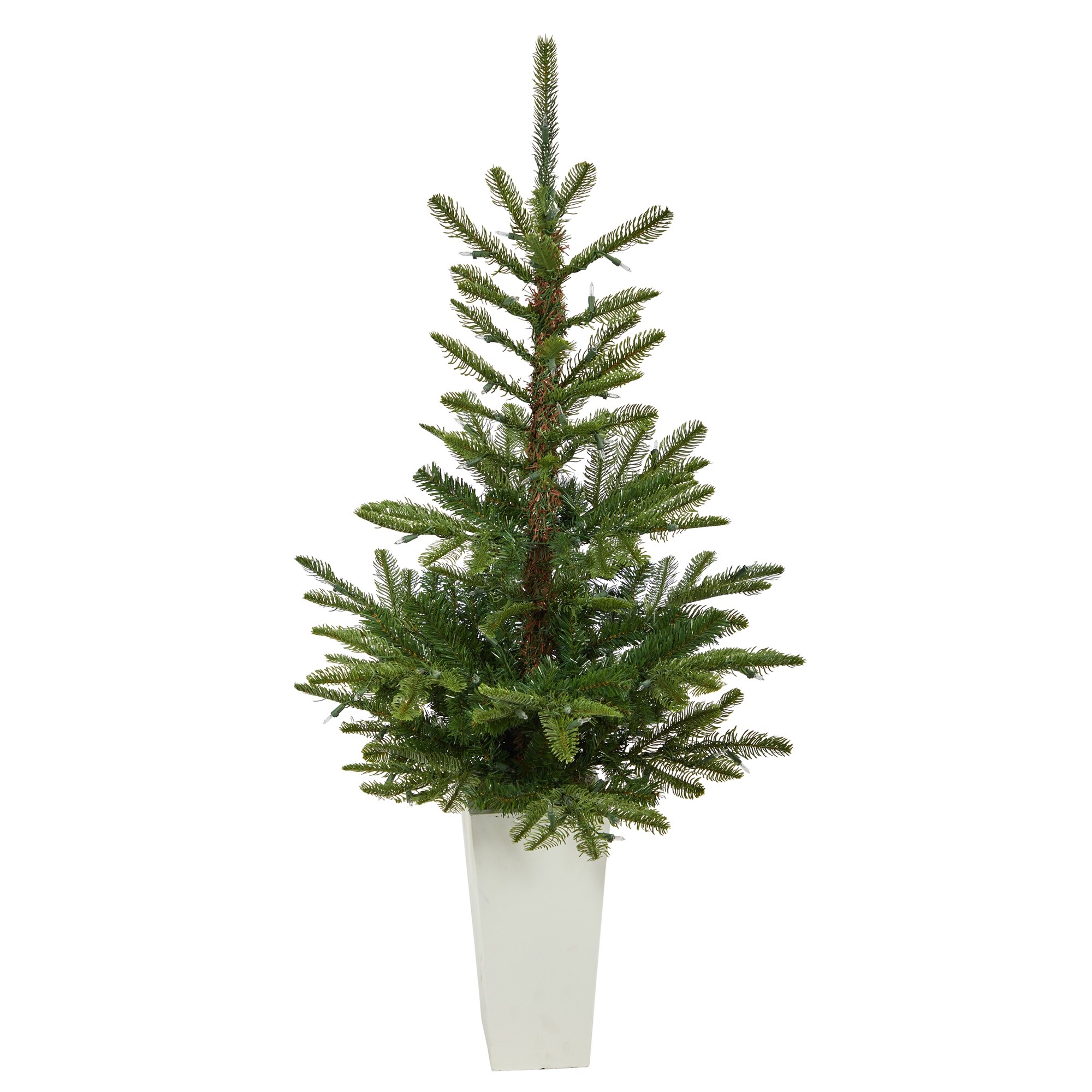 4.5'-Washington-Spruce-