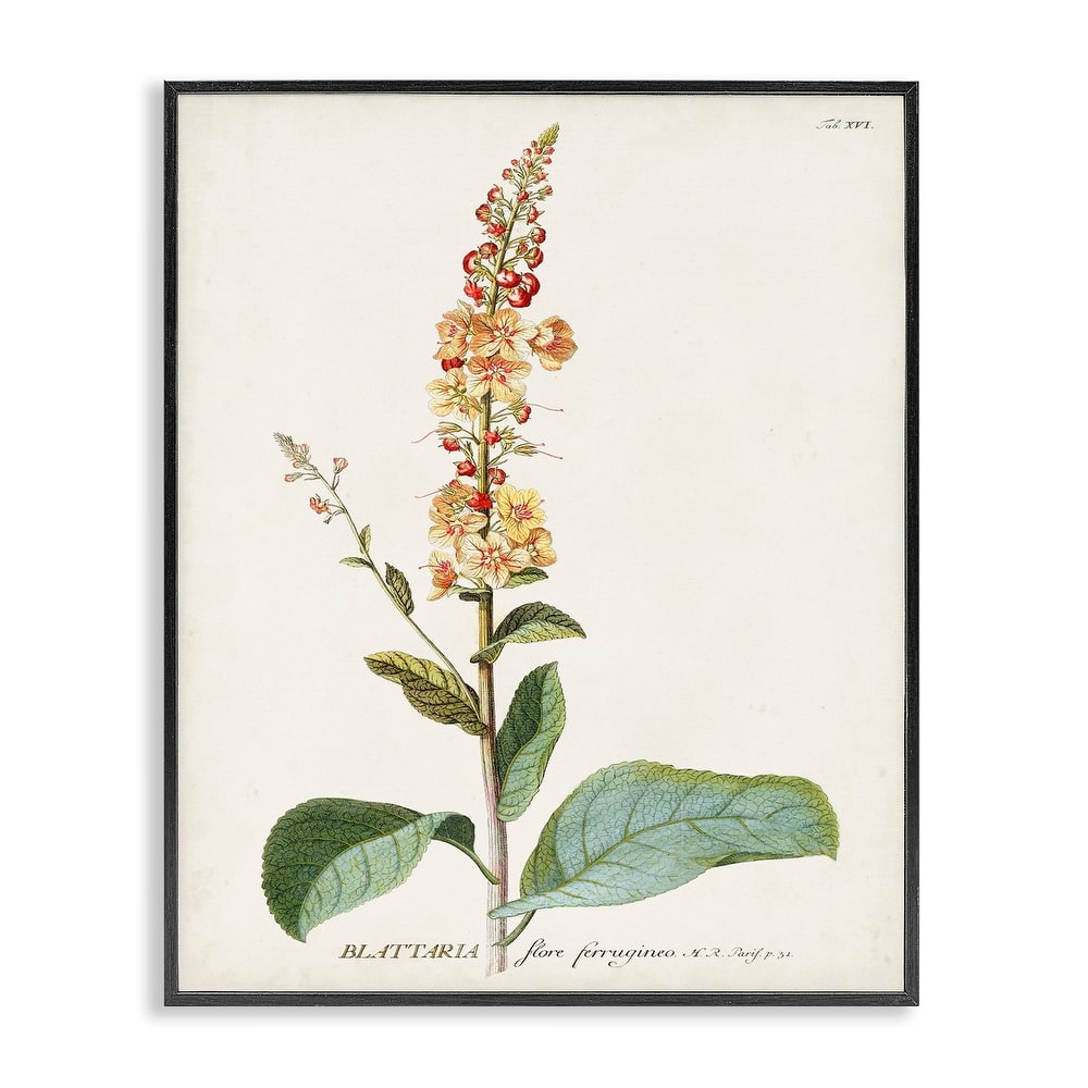 Stupell Botanical Plant Illustration Flowers Vintage Design Framed Giclee Texturized Art by World Art Group