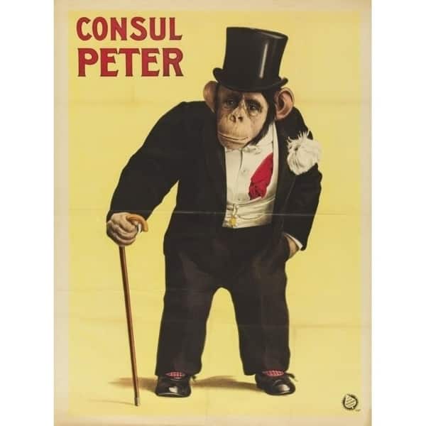 Consul Peter Monkey In Top Hat And Tails Poster Print (18 X 24) - Bed ...