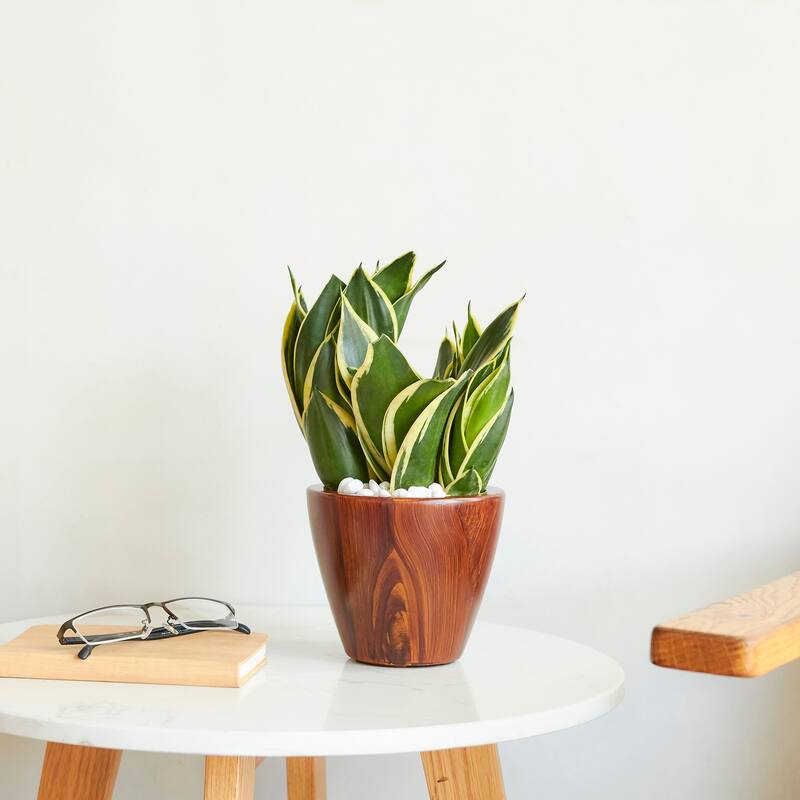 DTY Signature 2-Pack 10 in.Dark Wood Plastic Self-watering Planter Pot