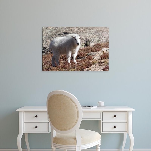 Easy Art Prints Diane Johnson's 'Mount Evans Mountain Goat' Premium Canvas Art