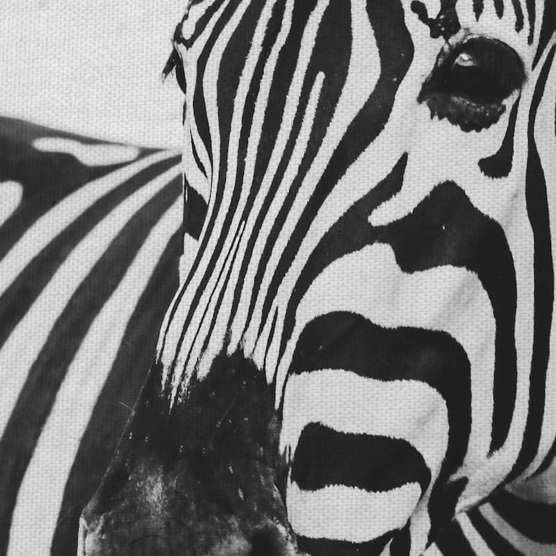 Zebra Close Up by Frida Bredesen Canvas Art Print