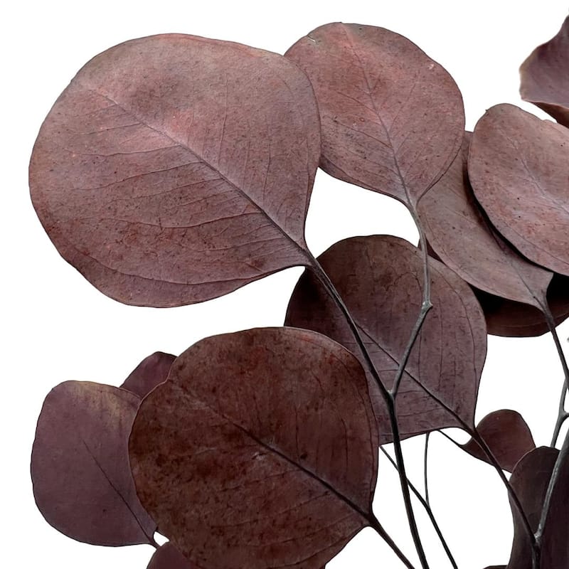 Bundle of 4 Preserved Eucalyptus Apple Leaves 24" long - 24 Inches