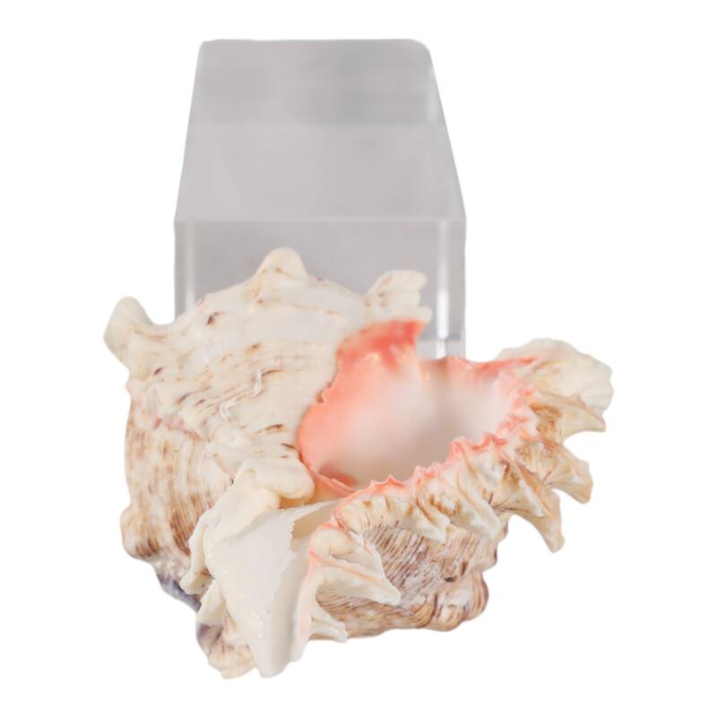 Glass Shell Decorative Object Crystal Block Base Coastal Glam Design